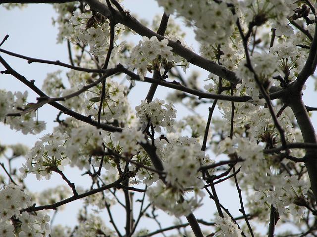 c1400 flowers in tree 